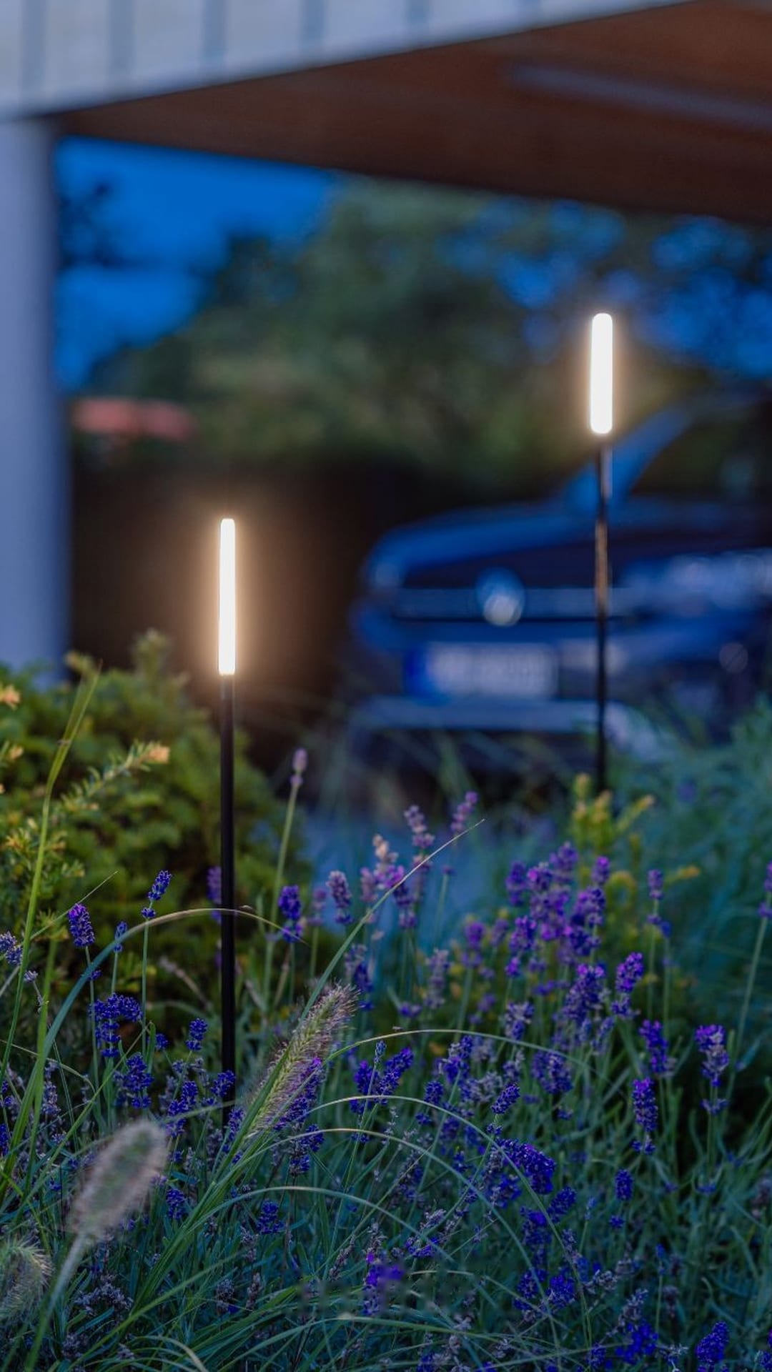 Lluminàries de jardí esveltes que sobresurten d'un parterre d'espígol