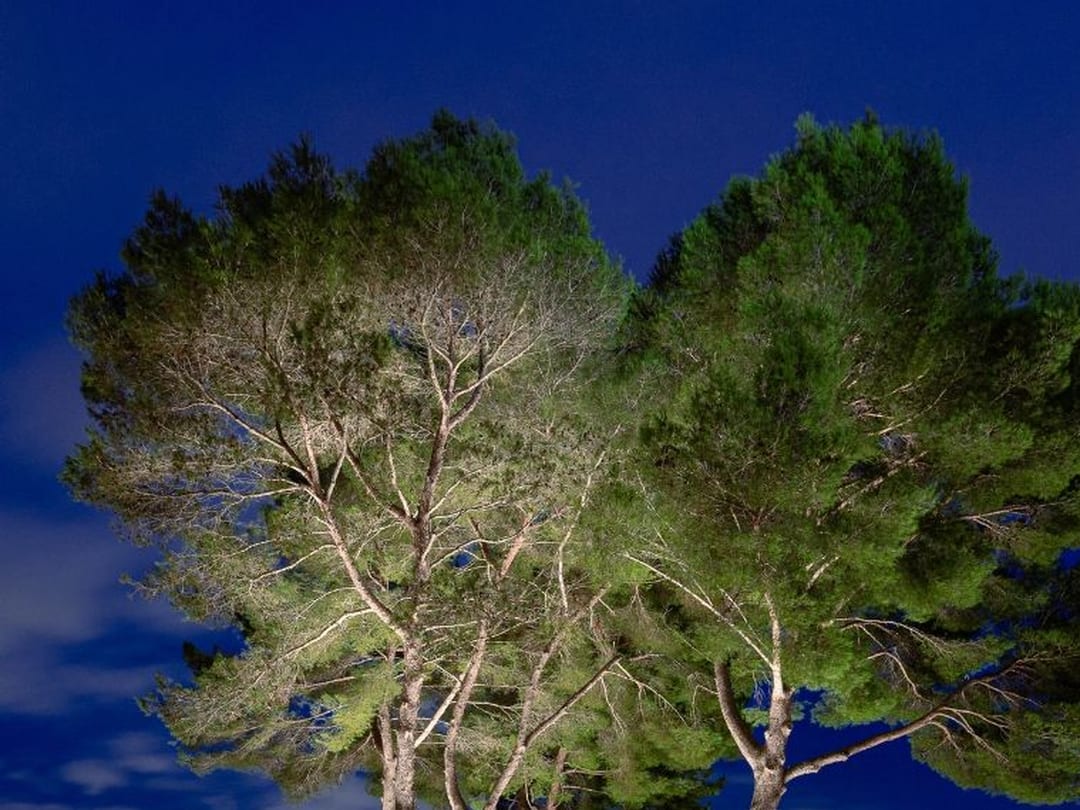 Pinos piñoneros iluminados desde abajo junto a una piscina desbordante en Mallorca
