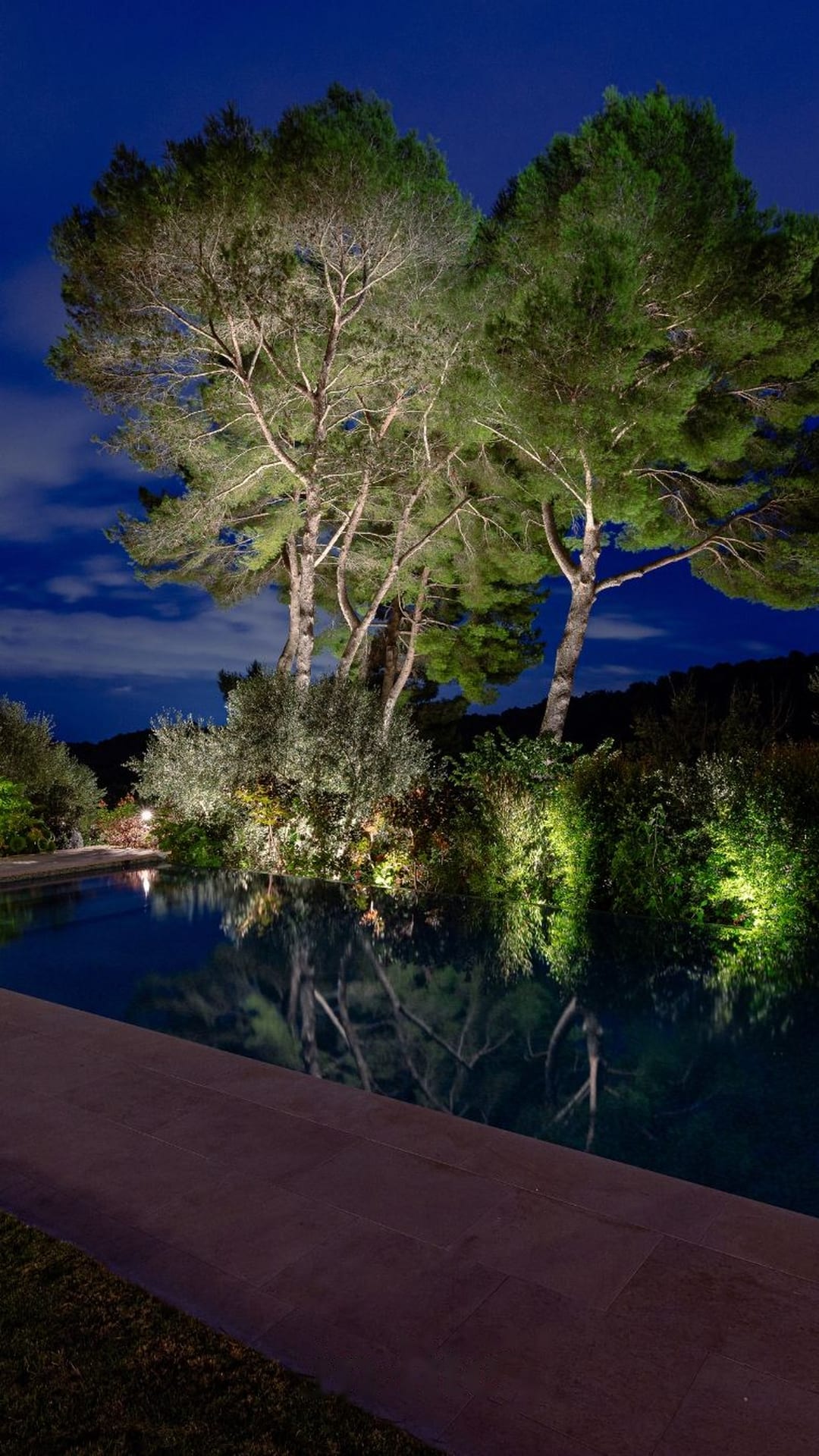 Pinos piñoneros iluminados sobre una piscina al atardecer